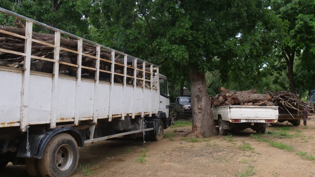 Tchad : la Garde forestière et faunique saisit une importante quantité de bois