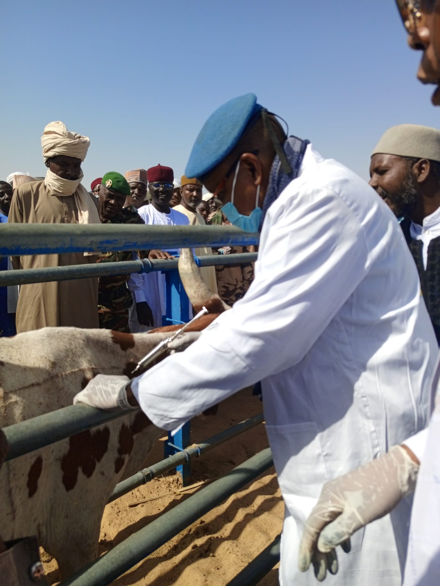 Le Tchad et le Niger engagent la vaccination contre la péripneumonie contagieuse Bovine