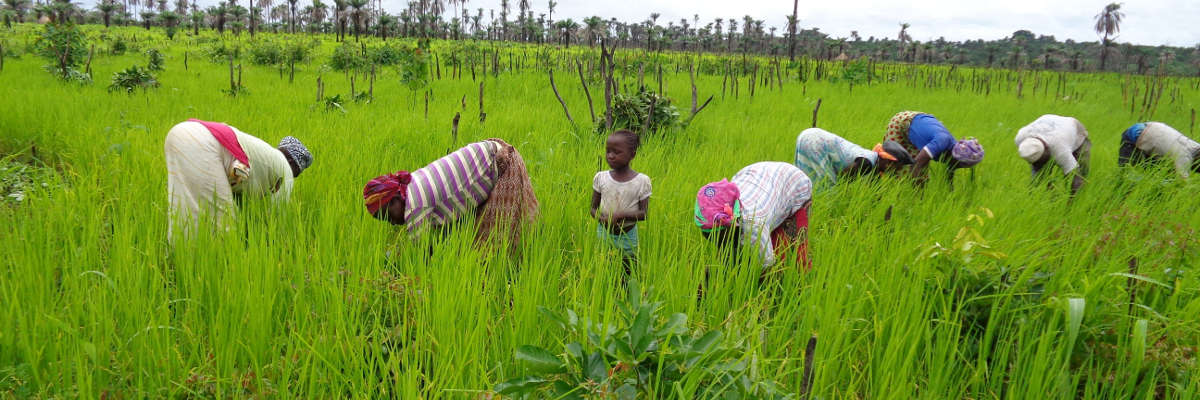 Tchad : la Banque mondiale débloque 150 millions de dollars pour soutenir les agro-entrepreneurs
