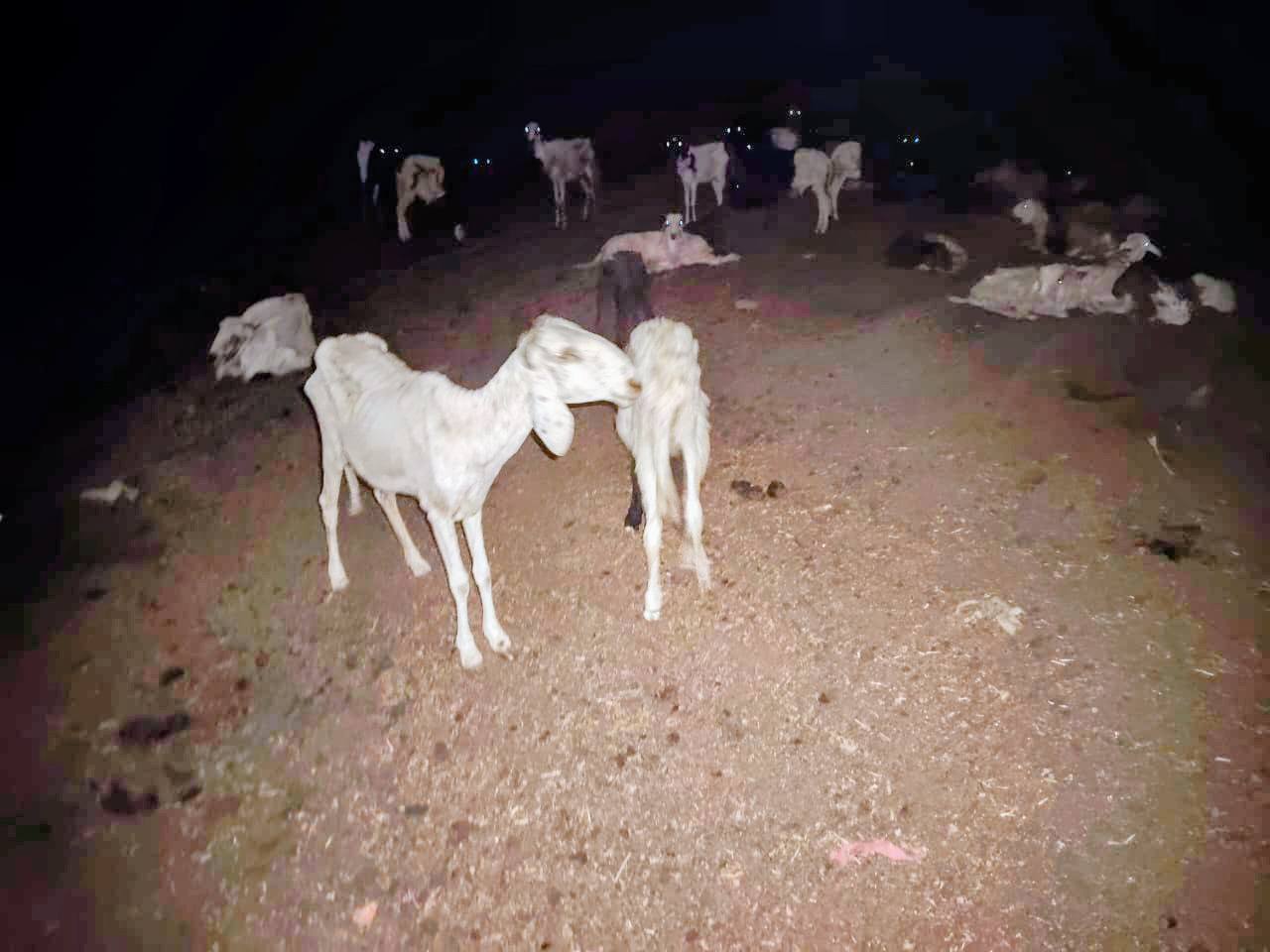 N’Djaména : 151 animaux malades mis en quarantaine dans le 10ème arrondissement